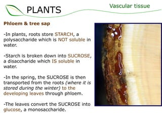PLANTS
Phloem & tree sap
-In plants, roots store STARCH, a
polysaccharide which is NOT soluble in
water.
-Starch is broken down into SUCROSE,
a disaccharide which IS soluble in
water.
-In the spring, the SUCROSE is then
transported from the roots (where it is
stored during the winter) to the
developing leaves through phloem.
-The leaves convert the SUCROSE into
glucose, a monosaccharide.
Vascular tissue
 