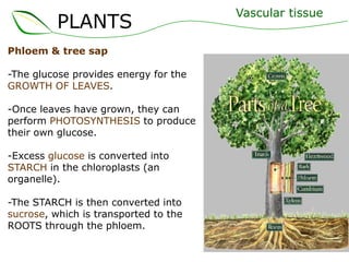 PLANTS
Phloem & tree sap
-The glucose provides energy for the
GROWTH OF LEAVES.
-Once leaves have grown, they can
perform PHOTOSYNTHESIS to produce
their own glucose.
-Excess glucose is converted into
STARCH in the chloroplasts (an
organelle).
-The STARCH is then converted into
sucrose, which is transported to the
ROOTS through the phloem.
Vascular tissue
 