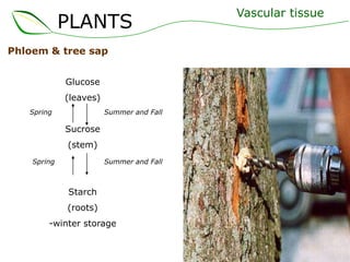 Glucose
(leaves)
Sucrose
(stem)
Starch
(roots)
-winter storage
PLANTS
Phloem & tree sap
Summer and Fall
Summer and Fall
Spring
Spring
Vascular tissue
 