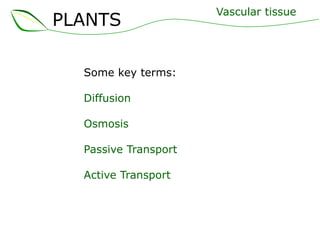 PLANTS
Some key terms:
Diffusion
Osmosis
Passive Transport
Active Transport
Vascular tissue
 