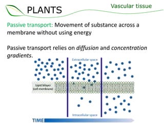 PLANTS
Vascular tissue
Passive transport: Movement of substance across a
membrane without using energy
Passive transport relies on diffusion and concentration
gradients.
 