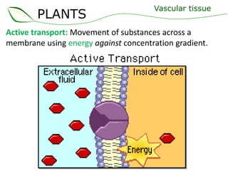 PLANTS
Vascular tissue
Active transport: Movement of substances across a
membrane using energy against concentration gradient.
 