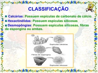 CLASSIFICAÇÃO     Calcárias : Possuem espículas de carbonato de cálcio.   Hexactinélidas : Possuem espículas silicosas   Desmopôngias : Possuem espículas silicosas, fibras de espongina ou ambas.  