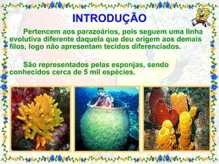 INTRODUÇÃO Pertencem aos parazoários, pois seguem uma linha evolutiva diferente daquela que deu origem aos demais filos, logo não apresentam tecidos diferenciados. São representados pelas esponjas, sendo conhecidos cerca de 5 mil espécies. 