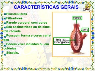 CARACTERÍSTICAS GERAIS   Pluricelulares Filtradores Parede corporal com poros São assimétricos ou de sime- tria radiada Possuem forma e cores varia- das Podem viver isolados ou em  colônias Sésseis. 