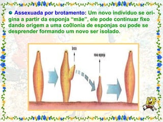   Assexuada por brotamento:  Um novo individuo se ori-gina a partir da esponja “mãe”, ele pode continuar fixo dando origem a uma co0lonia de esponjas ou pode se desprender formando um novo ser isolado. 