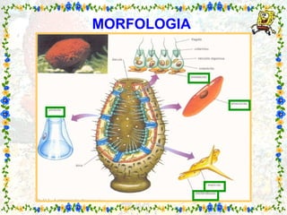 MORFOLOGIA   