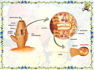 saída de água ósculo espículas entrada de água poros átrio (espongiocela) porócito pinacócitos espículas amebócito colarinho coanócito flagelo 