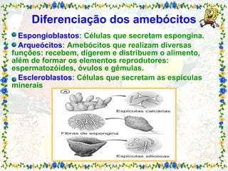 Diferenciação dos amebócitos   Espongioblastos : Células que secretam espongina.   Arqueócitos : Amebócitos que realizam diversas funções: recebem, digerem e distribuem o alimento, além de formar os elementos reprodutores: espermatozóides, óvulos e gêmulas.   Escleroblastos : Células que secretam as espículas minerais 