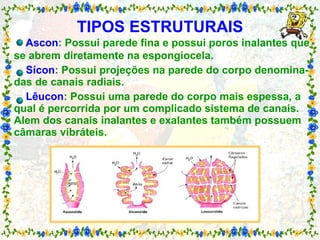 TIPOS ESTRUTURAIS   Ascon : Possui parede fina e possui poros inalantes que se abrem diretamente na espongiocela.   Sícon : Possui projeções na parede do corpo denomina-das de canais radiais.   Lêucon : Possui uma parede do corpo mais espessa, a qual é percorrida por um complicado sistema de canais. Alem dos canais inalantes e exalantes também possuem câmaras vibráteis. 