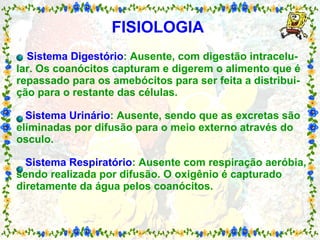FISIOLOGIA     Sistema Digestório : Ausente, com digestão intracelu-lar. Os coanócitos capturam e digerem o alimento que é repassado para os amebócitos para ser feita a distribui-ção para o restante das células.   Sistema Urinário : Ausente, sendo que as excretas são eliminadas por difusão para o meio externo através do osculo.   Sistema Respiratório : Ausente com respiração aeróbia, sendo realizada por difusão. O oxigênio é capturado diretamente da água pelos coanócitos. 