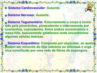   Sistema Cardiovascular : Ausente.   Sistema Nervoso : Ausente.   Sistema Tegumentário : Externamente o corpo é reves-tido pela pinacócitos, pinacoderme e internamente por coanócitos, coanoderme. Entre ambas encontramos o meso-hilo, basicamente gelatinoso onde encontramos algumas células imersas.   Sistema Esquelético : Composto por espículas, as quais podem ser minerais do tipo calcárea ou silicosas e orgâ-nica constituída por uma rede de fibras de espongina. 