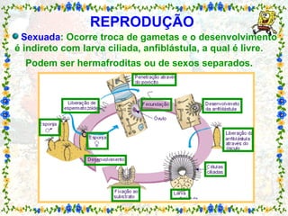 REPRODUÇÃO     Sexuada : Ocorre troca de gametas e o desenvolvimento é indireto com larva ciliada, anfiblástula, a qual é livre.    Podem ser hermafroditas ou de sexos separados.   