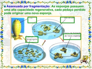   Assexuada por fragmentação : As esponjas possuem uma alta capacidade regenerativa, cada pedaço perdido pode originar uma nova esponja. 