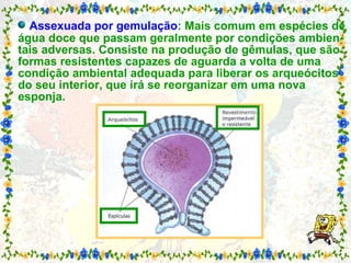   Assexuada por gemulação : Mais comum em espécies de água doce que passam geralmente por condições ambien-tais adversas. Consiste na produção de gêmulas, que são formas resistentes capazes de aguarda a volta de uma condição ambiental adequada para liberar os arqueócitos do seu interior, que irá se reorganizar em uma nova esponja. 