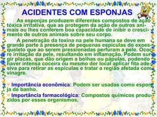 ACIDENTES COM ESPONJAS   As esponjas produzem diferentes compostos de ação tóxica irritativa, que as protegem da ação de outros ani-mais ou lhes conferem boa capacidade de inibir o cresci-mento de outros animais sobre seu corpo. A penetração da toxina na pele humana se deve em grande parte à presença de pequenas espículas do exoes-queleto que ao serem pressionadas perfuram a pele. Ocor-re irritação da pele, resultando em inflamação. Podem sur-gir placas, que dão origem a bolhas ou pápulas, podendo haver intensa coceira ou mesmo dor local aplicar fita ade-siva para retirar as espículas e tratar a região afetada com vinagre. ♥   Importância econômica : Podem ser usadas como espon-ja de banho. ♥   Importância farmacológica : Compostos químicos produ-zidos por esses organismos. 