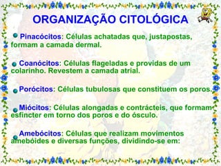 ORGANIZAÇÃO CITOLÓGICA   Pinacócitos : Células achatadas que, justapostas, formam a camada dermal.   Coanócitos : Células flageladas e providas de um colarinho. Revestem a camada atrial.   Porócitos : Células tubulosas que constituem os poros.   Miócitos : Células alongadas e contrácteis, que formam esfíncter em torno dos poros e do ósculo.   Amebócitos : Células que realizam movimentos amebóides e diversas funções, dividindo-se em: 