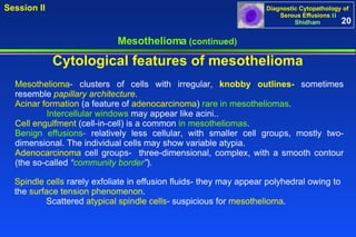 Mesothelioma  (continued) Mesothelioma - clusters of cells with irregular,  knobby outlines-  sometimes resemble  papillary architecture .  Acinar formation  (a feature of  adenocarcinoma )  rare in mesotheliomas .  Intercellular windows  may appear like acini.. Cell engulfment  (cell-in-cell) is a common  in mesotheliomas .  Benign effusions-  relatively less cellular, with smaller cell groups, mostly two-dimensional. The individual cells may show variable atypia.  Adenocarcinoma  cell groups-  three-dimensional, complex, with a smooth contour (the so-called  “ community border ” ).  Cytological features of mesothelioma Spindle cells  rarely exfoliate in effusion fluids- they may appear polyhedral owing to the  surface tension phenomenon .  Scattered  atypical spindle cells - suspicious for  mesothelioma .  20 