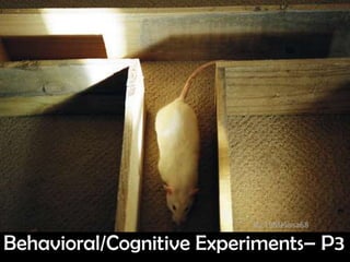 By 19Melissa68

Behavioral/Cognitive Experiments– P3
 