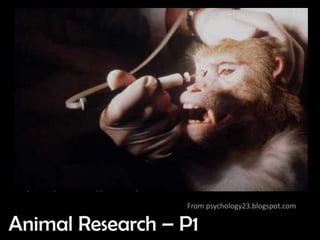 From psychology23.blogspot.com

Animal Research – P1
 