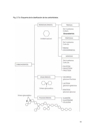 10
Fig. 2.7.b: Esquema de la clasificación de los carbohidratos.
Gliceraldehído
 