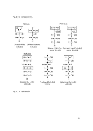 11
Fig. 2.7.b: Monosacáridos.
H C
C
O
H
H OH
C
H
OH C
C
H
H OH
H C
O
OH
H
H C
C
H
H OH
OH
H
C
CH OH
OH
C O
H C
C
H
H OH
OH
C
CH OH
H
H C
CH OH
OH
C
CHO H
OHH
C
H
H OH
H C
CH OH
OH
C
CHO H
C
H
H OH
C
CH OH
H
C
CHO H
OHH
C
H
H OH
Triosas Pentosas
Hexosas
Glucosa (C6H12O6)
Aldehído
Fructosa (C6H12O6)
Cetona
Galactosa (C6H12O6)
Aldehído
Gliceraldehído
(C3H6O3)
Dihidroxiacetona
(C3H6O3)
Ribosa (C5H10O5)
azúcar del ARN
Desoxirribosa (C5H10O5)
azúcar del ADN
H C O
H C O H C
O
H C OOH
H
HO
Fig. 2.7.b: Disacáridos.
 