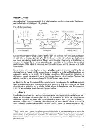12
POLISACÁRIDOS
Son polímeros11
de monosacáridos. Los más conocidos son los polisacáridos de glucosa,
como el almidón, el glucógeno y la celulosa.
Fig 2.8: Carbohidratos.
Las plantas almacenan glucosa como almidón en sus semillas y en otras estructuras (en
el tubérculo de la papa, por ejemplo). El almidón es menos hidrosoluble que la glucosa,
por lo que es más fácil de almacenar. Nosotros conocemos vulgarmente el almidón con el
nombre de harina. Es la forma saludable, por oposición a los dulces, de consumir
carbohidratos. Más adelante veremos que los carbohidratos son la base de una dieta
balanceada.
Los animales almacenan la glucosa como glucógeno, principalmente en el hígado. La
glucosa llega al hígado por la sangre desde el intestino, y en las células hepáticas se
polimeriza gracias a la acción de enzimas específicas. Otras enzimas hidrolizan el
glucógeno, cuando es necesario que la glucosa sea liberada a la circulación. También las
células musculares almacenan glucógeno, pero sólo para su consumo.
A diferencia de los dos polisacáridos anteriormente mencionados, la celulosa no sirve
para almacenamiento sino que cumple un papel estructural. Los precursores de las fibras
de celulosa se sintetizan en el interior de las células de las plantas y se depositan por
fuera de la membrana, donde formarán la pared celular.
2.3.2 LÍPIDOS
Los lípidos constituyen un conjunto de sustancias de naturaleza química variada que sólo
tienen en común el hecho de que, en vez de disolverse en agua, se disuelven en
solventes orgánicos apolares tales como alcohol, acetona, éter, cloroformo y benceno.
Además, poseen menor proporción de oxígeno que los carbohidratos. Desde el punto de
vista funcional, también son variados. Los más conocidos son los que se almacenan bajo
11
Poli = mucho, mero = partes. Los polímeros son moléculas hechas de muchas unidades que se repiten. La
unidad que se repite, se llama monómero. Los polisacáridos son polímeros en que el monómero es un
monosacárido. En las proteínas los monómeros son aminoácidos y en los ácidos nucleicos, nucleótidos.
Polimerización es el proceso por el cual los monómeros se unen formando polímeros. Despolimerización es el
proceso inverso.
 