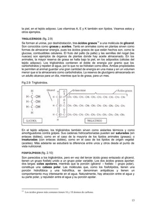 13
la piel, en el tejido adiposo. Las vitaminas A, E y K también son lípidos. Veamos estos y
otros ejemplos.
TRIGLICÉRIDOS (fig. 2.9)
Se forman al unirse, por deshidratación, tres ácidos grasos12
a una molécula de glicerol.
Son conocidos como grasas y aceites. Tanto en animales como en plantas sirven como
formas de almacenar energía, pues los ácidos grasos de que están hechos son, como la
glucosa, combustibles celulares. El fruto del palto (la palta) y las semillas del nogal (las
nueces) son ejemplos de órganos de plantas donde hay aceite almacenado. En los
animales, la mayor reserva de grasa se halla bajo la piel, en los adipositos (células del
tejido adiposo). Los triglicéridos contienen el doble de energía por gramo que los
carbohidratos y repelen el agua, por lo que no se hidratan como ellos. Ambas propiedades
le permiten al animal guardar una gran cantidad de energía en una masa y en un volumen
menor que si la almacenara como carbohidratos. La reserva de glucógeno almacenada en
un adulto alcanza para un día, mientras que la de grasa, para un mes.
Fig 2.9: Triglicéridos.
En el tejido adiposo, los triglicéridos también sirven como aislantes térmicos y como
amortiguadores contra golpes. Sus cadenas hidrocarbonadas pueden ser saturadas (sin
enlaces dobles), como en el caso de la mayoría de los lípidos animales (grasas); o
insaturadas (con enlaces dobles), como en el caso de los lípidos de origen vegetal
(aceites). Más adelante se estudiará la diferencia entre unos y otros desde el punto de
vista nutricional.
FOSFOLÍPIDOS (fig. 2.10)
Son parecidos a los triglicéridos, pero en vez del tercer ácido graso enlazado al glicerol,
tienen un grupo fosfato unido a un grupo polar variable. Los dos ácidos grasos aportan
dos largas colas apolares, mientras que la porción (glicerol – fosfato – grupo polar),
constituye una cabeza polar. Las moléculas que, como los fosfolípidos, tienen una
porción hidrofóbica y una hidrofílica, se denominan antipáticas y tienen un
comportamiento muy interesante en el agua. Naturalmente, hay atracción entre el agua y
su parte polar, y repulsión entre el agua y su porción apolar.
12
Los ácidos grasos más comunes tienen 16 y 18 átomos de carbono.
 