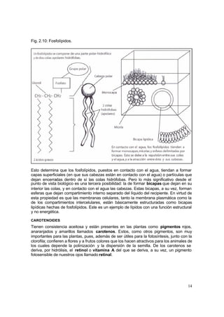 14
Fig. 2.10: Fosfolípidos.
Esto determina que los fosfolípidos, puestos en contacto con el agua, tiendan a formar
capas superficiales (en que sus cabezas están en contacto con el agua) o partículas que
dejan encerradas dentro de sí las colas hidrófobas. Pero lo más significativo desde el
punto de vista biológico es una tercera posibilidad: la de formar bicapas que dejan en su
interior las colas, y en contacto con el agua las cabezas. Estas bicapas, a su vez, forman
esferas que dejan compartimiento interno separado del líquido del recipiente. En virtud de
esta propiedad es que las membranas celulares, tanto la membrana plasmática como la
de los compartimientos intercelulares, están básicamente estructuradas como bicapas
lipídicas hechas de fosfolípidos. Este es un ejemplo de lípidos con una función estructural
y no energética.
CAROTENOIDES
Tienen consistencia aceitosa y están presentes en las plantas como pigmentos rojos,
anaranjados y amarillos llamados carotenos. Estos, como otros pigmentos, son muy
importantes para las plantas, pues, además de ser útiles para la fotosíntesis, junto con la
clorofila; confieren a flores y a frutos colores que los hacen atractivos para los animales de
los cuales depende la polinización y la dispersión de la semilla. De los carotenos se
deriva, por hidrólisis, el retinol o vitamina A, del que se deriva, a su vez, un pigmento
fotosensible de nuestros ojos llamado retinal.
 