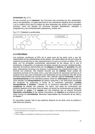 15
ESTEROIDES (fig. 2.11)
El más conocido es el colesterol. Sus funciones más conocidas son dos: desempeña,
junto a los glicolípidos, un papel estructural en las membranas celulares de los animales,
y es la materia prima para la síntesis de otros esteroides que actúan como mensajeros
químicos, como por ejemplo las hormonas sexuales (testosterona, estrógeno y
progesterona) y las corticoadrenales (aldosterona, cortisol, etc.)
Fig. 2.11: Colesterol y carotenoides.
2.3.3 PROTEÍNAS
Las proteínas constituyen el 50% de la masa seca de los seres vivos y son las
responsables de las características de las células. Una célula difiere de otra por el tipo de
proteínas que predomina en ella, especialmente en lo que a su función se refiere. Por una
parte, son los principales componentes estructurales de las células, por lo que el
crecimiento, el desarrollo y la reparación de tejidos requiere de una gran cantidad de ellas.
Ejemplos de proteínas estructurales son el colágeno, la elastina y la queratina. Por otra
parte, desempeñan funciones muy diversas. Consideremos que prácticamente todas13
las
enzimas son proteínas. Nos bastaría recordar que las enzimas hacen posible las
reacciones químicas en los seres vivos; y que este conjunto de reacciones químicas es el
sustento de la vida, para comprender cuan importantes son las proteínas más allá de las
funciones estructurales que muchas tienen. Pero, además, algunas hormonas y algunos
neurotransmisores son de naturaleza proteica, todos los anticuerpos son proteínas, así
como también los transportadores del plasma sanguíneo y las estructuras encargadas
del transporte de sustancias a través de la membrana plasmática (canales
transportadores y bombas). También en la membrana plasmática, las estructuras
receptoras de señales son proteínas. Por último, casi todos los movimientos que
podamos detectar en los seres vivos se deben a la acción de combinaciones de proteínas.
Por ejemplo, la actina y la miosina son dos proteínas que se asocian formando
filamentos contráctiles en las células musculares y la tubulina es la proteína de que
están hechos los microtúbulos, filamentos responsables del movimiento de los cilios y
los flagelos14
.
En resumidas cuentas, todo lo que podemos observar en los seres vivos es proteína o
está hecho por proteína.
13
Se han descubierto unas poquísimas excepciones, por ejemplo, se ha encontrado actividad enzimática en
ciertos ARN.
14
Cilios y flagelos son apéndices celulares que sirven para la locomoción.
 