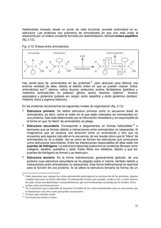 16
Habiéndolas revisado desde un punto de vista funcional, procede profundizar en su
estructura. Las proteínas son polímeros de aminoácidos en que uno está unido al
adyacente por un enlace covalente formado por deshidratación, llamado enlace peptídico
(fig. 2.12).
Fig. 2.12: Enlace entre aminoácidos.
Hay veinte tipos de aminoácidos en las proteínas15
, pero alcanzan para fabricar una
enorme variedad de ellas, debido al distinto orden en que se pueden colocar. Estos
aminoácidos son16
: alanina, valina, leucina, isoleucina, prolina, fenilalanina, triptofano y
metionina (aminoácidos no polares); glicina, serina, treonina, cisteína17
, tirosina,
asparagina y glutamina (polares sin carga); ácido aspártico y ácido glutámico (ácidos);
histidina, lisina y arginina (básicos).
En las proteínas reconocemos los siguientes niveles de organización (fig. 2.13):
? Estructura primaria: Se define estructura primaria como la secuencia lineal de
aminoácidos, es decir, como el orden en el que están colocados los aminoácidos en
una proteína. Este está determinado por la información hereditaria y es responsable de
la forma en que “la hilera” de aminoácidos se pliega.
? Estructura secundaria: Corresponde a plegamientos en formas helicoidales18
o
laminares que se forman debido a interacciones entre aminoácidos no adyacentes. Si
imaginamos que se produce una atracción entre un aminoácido y otro que se
encuentra seis lugares más allá en la secuencia, tal vez resulte obvio que la “hilera” de
aminoácidos se va a doblar. Así es como se forman las estructuras que conocemos
como estructuras secundarias. Entre las interacciones responsables de ellas están los
puentes de hidrógeno. La estructura helicoidal predomina en proteínas fibrosas como
colágeno, elastina, queratina y seda. Estas fibras son elásticas, debido a que los
puentes de hidrógeno se forman y se destruyen.
? Estructura terciaria: Es la forma tridimensional, generalmente globular, de una
proteína cuya estructura secundaria se ha plegado sobre sí misma, también debido a
interacciones entre aminoácidos no adyacentes. Esta forma tridimensional es esencial
para la función de una proteína. Si se altera la estructura terciaria (la forma) de un
15
Cabe mencionar que, aunque los veinte aminoácidos participan en la construcción de las proteínas, algunos
cumplen funciones en forma individual. El aminoácido tirosina, por ejemplo, unidos a tres o cuatro átomos
de yodo, forma triyodotironina o tetrayodotironina, que son las hormonas secretadas por la tiroides. Otros
actúan como neurotransmisores.
16
No es necesario que te aprendas de memoria el nombre de los veinte aminoácidos, pero es conveniente que
te familiarices con ellos como para poder reconocerlos.
17
El único que contiene azufre.
18
Con forma de resorte o hélica.
 