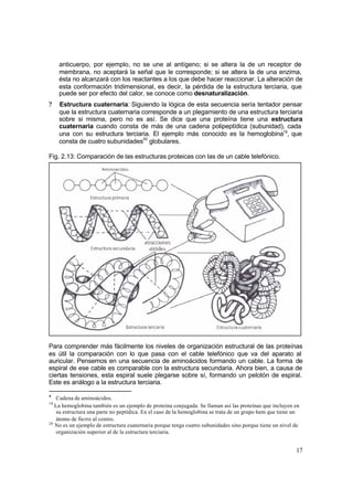 17
anticuerpo, por ejemplo, no se une al antígeno; si se altera la de un receptor de
membrana, no aceptará la señal que le corresponde; si se altera la de una enzima,
ésta no alcanzará con los reactantes a los que debe hacer reaccionar. La alteración de
esta conformación tridimensional, es decir, la pérdida de la estructura terciaria, que
puede ser por efecto del calor, se conoce como desnaturalización.
? Estructura cuaternaria: Siguiendo la lógica de esta secuencia sería tentador pensar
que la estructura cuaternaria corresponde a un plegamiento de una estructura terciaria
sobre si misma, pero no es así. Se dice que una proteína tiene una estructura
cuaternaria cuando consta de más de una cadena polipeptídica (subunidad), cada
una con su estructura terciaria. El ejemplo más conocido es la hemoglobina19
, que
consta de cuatro subunidades20
globulares.
Fig. 2.13: Comparación de las estructuras proteicas con las de un cable telefónico.
Para comprender más fácilmente los niveles de organización estructural de las proteínas
es útil la comparación con lo que pasa con el cable telefónico que va del aparato al
auricular. Pensemos en una secuencia de aminoácidos formando un cable. La forma de
espiral de ese cable es comparable con la estructura secundaria. Ahora bien, a causa de
ciertas tensiones, esta espiral suele plegarse sobre sí, formando un pelotón de espiral.
Este es análogo a la estructura terciaria.
* Cadena de aminoácidos.
19
La hemoglobina también es un ejemplo de proteína conjugada. Se llaman así las proteínas que incluyen en
su estructura una parte no peptídica. En el caso de la hemoglobina se trata de un grupo hem que tiene un
átomo de fierro al centro.
20
No es un ejemplo de estructura cuaternaria porque tenga cuatro subunidades sino porque tiene un nivel de
organización superior al de la estructura terciaria.
 