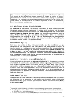 18
2.3.4 MOLÉCULAS HECHAS DE NUCLEÓTIDOS
Un nucleótido es, recordemos, una molécula formada por un grupo fosfato y una base
nitrogenada unidos, ambos, a una pentosa. En el caso de los nucleótidos más conocidos,
la pentosa puede ser ribosa o desoxirribosa. Las bases nitrogenadas más conocidas son
adenina, guanina, citosina, timina y uracilo. Los nucleótidos se distinguen unos de
otros, fundamentalmente, por sus bases nitrogenadas. Estas se simbolizan,
respectivamente, con las letras A, G, C, T y U. Las células utilizan los nucleótidos para
sintetizar importantes moléculas, entre las que destacaremos algunos dinucleótidos, los
nucleótidos con tres fosfatos y los ácidos nucleicos21
.
DINUCLEÓTIDOS (fig. 2.14)
Son, como su nombre lo dice, moléculas formadas por dos nucleótidos. Los que
destacaremos son intermediarios del metabolismo que desempeñan la función de
transferir electrones e hidrógenos en las reacciones metabólicas. Sus formas oxidadas le
quitan electrones e hidrógenos a las moléculas, actuando como agentes oxidantes. Son
el NAD+, el NADP+ y el FAD22
. Sus formas reducidas (que son NADH, NADPH y FADH2);
son dadores de electrones y de hidrógenos, vale decir, actúan como agentes reductores
en el metabolismo. Debido a que algunas enzimas no pueden hacer su trabajo si ellos no
están presentes, se dice que son coenzimas.
DIFOSFATOS Y TRIFOSFATOS DE NUCLEÓTIDOS (fig. 2.15)
El ejemplo más importante es el del adenosintrifosfato (ATP). Consta de una pentosa,
una molécula de adenina y tres grupos fosfatos. Entre el segundo y el tercero hay un tipo
muy especial de enlace químico, que guarda la energía liberada por la oxidación e los
combustibles celulares, para que ella esté a disposición inmediata de la célula. Se dice
que actúa como una “moneda energética” porque, si comparamos energía con dinero, lo
almacenado como grasa o glucógeno equivale a dinero en el banco, mientras que lo
almacenado en ATP, a dinero en el bolsillo: es menos y más inestable pero está más
fácilmente disponible.
ÁCIDO NUCLEICO (fig. 2.16)
Son polímeros en que el fosfato de un nucleótido está covalentemente unido a la pentosa
del adyacente. En la secuencia en que están sus nucleótidos está la información
hereditaria. Los dos ácidos nucleicos que existen son el ácido desoxirribonucleico (ADN) y
el ribonucleico (ARN)23
.
21
Cuidado: en algunos textos estos tres grupos de moléculas aparecen bajo el título de ácidos nucléicos.
22
N, A y F significan niacina, adenina y flavina, respectivamente. Son bases nitrogenadas que identifican a
los nucleótidos. La D significa dinucleótido.
23
En muchos textos aparecen las siglas DNA y RNA, provenientes de los respectivos nombres en inglés.
Cabe mencionar que los genes, al determinar el orden en que van puestos los aminoácidos en
una proteína, es decir, su estructura primaria, determina su forma y, por lo tanto, su función.
Esto debe resultar evidente si se tiene en cuenta que la forma en que se pliega un polipéptido*
para llegar a ser una proteína con estructura secundaria y terciaria, depende del orden en que
están puestos los aminoácidos en él, ya que dicho plegamiento se debe a las interacciones
entre los aminoácidos no adyacentes.
 