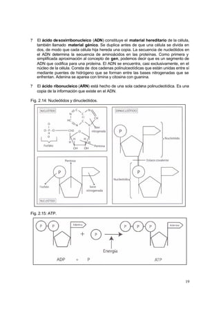 19
? El ácido desoxirribonucleico (ADN) constituye el material hereditario de la célula,
también llamado material génico. Se duplica antes de que una célula se divida en
dos, de modo que cada célula hija hereda una copia. La secuencia de nucleótidos en
el ADN determina la secuencia de aminoácidos en las proteínas. Como primera y
simplificada aproximación al concepto de gen, podemos decir que es un segmento de
ADN que codifica para una proteína. El ADN se encuentra, casi exclusivamente, en el
núcleo de la célula. Consta de dos cadenas polinulceotídicas que están unidas entre sí
mediante puentes de hidrógeno que se forman entre las bases nitrogenadas que se
enfrentan. Adenina se aparea con timina y citosina con guanina.
? El ácido ribonucleico (ARN) está hecho de una sola cadena polinucleotídica. Es una
copia de la información que existe en el ADN.
Fig. 2.14: Nucleótidos y dinucleótidos.
Fig. 2.15: ATP.
 