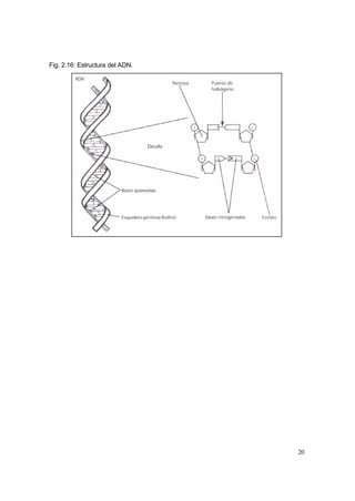 20
Fig. 2.16: Estructura del ADN.
 