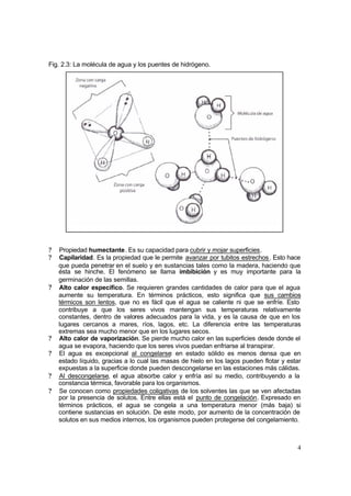 4
Fig. 2.3: La molécula de agua y los puentes de hidrógeno.
? Propiedad humectante. Es su capacidad para cubrir y mojar superficies.
? Capilaridad. Es la propiedad que le permite avanzar por tubitos estrechos. Esto hace
que pueda penetrar en el suelo y en sustancias tales como la madera, haciendo que
ésta se hinche. El fenómeno se llama imbibición y es muy importante para la
germinación de las semillas.
? Alto calor específico. Se requieren grandes cantidades de calor para que el agua
aumente su temperatura. En términos prácticos, esto significa que sus cambios
térmicos son lentos, que no es fácil que el agua se caliente ni que se enfríe. Esto
contribuye a que los seres vivos mantengan sus temperaturas relativamente
constantes, dentro de valores adecuados para la vida, y es la causa de que en los
lugares cercanos a mares, ríos, lagos, etc. La diferencia entre las temperaturas
extremas sea mucho menor que en los lugares secos.
? Alto calor de vaporización. Se pierde mucho calor en las superficies desde donde el
agua se evapora, haciendo que los seres vivos puedan enfriarse al transpirar.
? El agua es excepcional al congelarse: en estado sólido es menos densa que en
estado líquido, gracias a lo cual las masas de hielo en los lagos pueden flotar y estar
expuestas a la superficie donde pueden descongelarse en las estaciones más cálidas.
? Al descongelarse, el agua absorbe calor y enfría así su medio, contribuyendo a la
constancia térmica, favorable para los organismos.
? Se conocen como propiedades coligativas de los solventes las que se ven afectadas
por la presencia de solutos. Entre ellas está el punto de congelación. Expresado en
términos prácticos, el agua se congela a una temperatura menor (más baja) si
contiene sustancias en solución. De este modo, por aumento de la concentración de
solutos en sus medios internos, los organismos pueden protegerse del congelamiento.
 