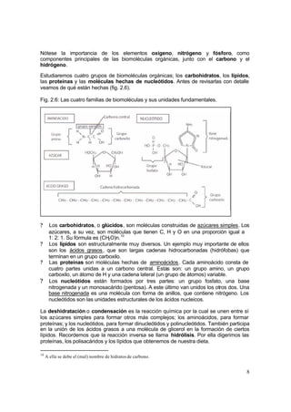 8
Nótese la importancia de los elementos oxígeno, nitrógeno y fósforo, como
componentes principales de las biomoléculas orgánicas, junto con el carbono y el
hidrógeno.
Estudiaremos cuatro grupos de biomoléculas orgánicas; los carbohidratos, los lípidos,
las proteínas y las moléculas hechas de nucleótidos. Antes de revisarlas con detalle
veamos de qué están hechas (fig. 2.6).
Fig. 2.6: Las cuatro familias de biomoléculas y sus unidades fundamentales.
? Los carbohidratos, o glúcidos, son moléculas construidas de azúcares simples. Los
azúcares, a su vez, son moléculas que tienen C, H y O en una proporción igual a
1: 2: 1. Su fórmula es (CH2O)n.10
? Los lípidos son estructuralmente muy diversos. Un ejemplo muy importante de ellos
son los ácidos grasos, que son largas cadenas hidrocarbonadas (hidrófobas) que
terminan en un grupo carboxilo.
? Las proteínas son moléculas hechas de aminoácidos. Cada aminoácido consta de
cuatro partes unidas a un carbono central. Estas son: un grupo amino, un grupo
carboxilo, un átomo de H y una cadena lateral (un grupo de átomos) variable.
? Los nucleótidos están formados por tres partes: un grupo fosfato, una base
nitrogenada y un monosacárido (pentosa). A este último van unidos los otros dos. Una
base nitrogenada es una molécula con forma de anillos, que contiene nitrógeno. Los
nucleótidos son las unidades estructurales de los ácidos nucleicos.
La deshidratación o condensación es la reacción química por la cual se unen entre sí
los azúcares simples para formar otros más complejos; los aminoácidos, para formar
proteínas; y los nucleótidos, para formar dinucleótidos y polinucleótidos. También participa
en la unión de los ácidos grasos a una molécula de glicerol en la formación de ciertos
lípidos. Recordemos que la reacción inversa se llama hidrólisis. Por ella digerimos las
proteínas, los polisacáridos y los lípidos que obtenemos de nuestra dieta.
10
A ella se debe el (mal) nombre de hidratos de carbono.
 