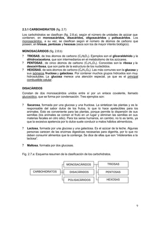 9
2.3.1 CARBOHIDRATOS (fig. 2.7)
Los carbohidratos se clasifican (fig. 2.8.a), según el número de unidades de azúcar que
contienen, en monosacáridos, disacáridos, oligosacáridos y polisacáridos. Los
monosacáridos, a su vez, se clasifican según el número de átomos de carbono que
poseen, en triosas, pentosas y hexosas (esos son los de mayor interés biológico).
MONOSACÁRIDOS (fig. 2.8.b)
? TRIOSAS, de tres átomos de carbono (C3H6O3). Ejemplos son el gliceraldehído y la
dihidroxiacetona, que son intermediarios en el metabolismo de los azúcares.
? PENTOSAS , de cinco átomos de carbono (C5H10O5). Conocidas son la ribosa y la
desoxirribosa, que son parte de la estructura de los nucleótidos.
? HEXOSAS, de seis átomos de carbono (C6H12O6). Las más comunes son la glucosa y
sus isómeros fructosa y galactosa. Por contener muchos grupos hidroxilos son muy
hidrosolubles. La glucosa merece una atención especial, ya que es el principal
combustible celular.
DISACÁRIDOS
Constan de dos monosacáridos unidos entre sí por un enlace covalente, llamado
glucosídico, que se forma por condensación. Tres ejemplos son:
? Sacarosa, formada por una glucosa y una fructosa. La sintetizan las plantas y es la
responsable del sabor dulce de los frutos, lo que lo hace apetecibles para los
animales. Esto es conveniente para las plantas, porque permite la dispersión de sus
semillas (los animales se comen el fruto en un lugar y eliminan las semillas en sus
materias fecales en otro sitio). Para los seres humanos, en cambio, no lo es tanto, ya
que la excesiva apetencia por lo dulce suele conducir a malos hábitos alimenticios.
? Lactosa, formada por una glucosa y una galactosa. Es el azúcar de la leche. Algunas
personas carecen de las enzimas digestivas necesarias para digerirla, por lo que no
deben consumir alimentos que la contenga. Se dice de ellas que son “intolerantes a la
lactosa”.
? Maltosa, formada por dos glucosas.
Fig. 2.7.a: Esquema resumen de la clasificación de los carbohidratos.
MONOSACÁRIDOS TRIOSAS
PENTOSAS
HEXOSAS
CARBOHIDRATOS DISACÁRIDOS
POLISACÁRIDOS
 