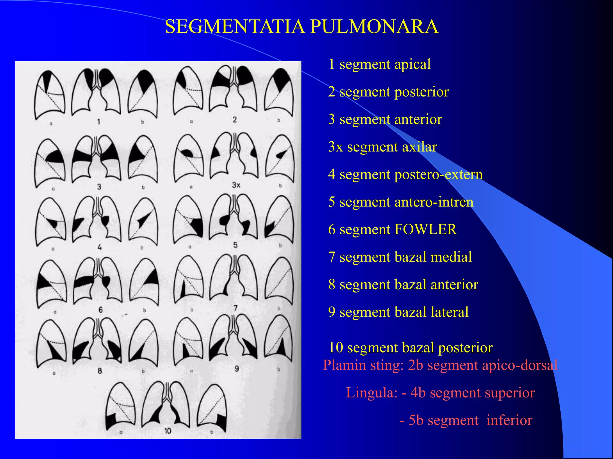 1 segment apical
2 segment posterior
3 segment anterior
3x segment axilar
4 segment postero-extern
5 segment antero-intren
6 segment FOWLER
7 segment bazal medial
8 segment bazal anterior
9 segment bazal lateral
10 segment bazal posterior
SEGMENTATIA PULMONARA
Plamin sting: 2b segment apico-dorsal
Lingula: - 4b segment superior
- 5b segment inferior
 