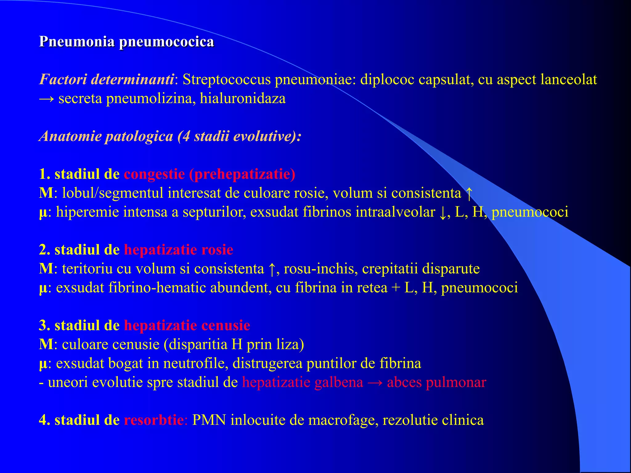 Pneumonia pneumococica
Factori determinanti: Streptococcus pneumoniae: diplococ capsulat, cu aspect lanceolat
→ secreta pneumolizina, hialuronidaza
Anatomie patologica (4 stadii evolutive):
1. stadiul de congestie (prehepatizatie)
M: lobul/segmentul interesat de culoare rosie, volum si consistenta ↑
μ: hiperemie intensa a septurilor, exsudat fibrinos intraalveolar ↓, L, H, pneumococi
2. stadiul de hepatizatie rosie
M: teritoriu cu volum si consistenta ↑, rosu-inchis, crepitatii disparute
μ: exsudat fibrino-hematic abundent, cu fibrina in retea + L, H, pneumococi
3. stadiul de hepatizatie cenusie
M: culoare cenusie (disparitia H prin liza)
μ: exsudat bogat in neutrofile, distrugerea puntilor de fibrina
- uneori evolutie spre stadiul de hepatizatie galbena → abces pulmonar
4. stadiul de resorbtie: PMN inlocuite de macrofage, rezolutie clinica
 
