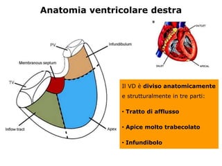 Il VD è diviso anatomicamente
e strutturalmente in tre parti:
• Tratto di afflusso
• Apice molto trabecolato
• Infundibolo
Anatomia ventricolare destra
 