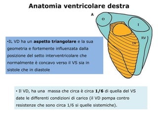 • Il VD, ha una massa che circa è circa 1/6 di quella del VS
date le differenti condizioni di carico (il VD pompa contro
resistenze che sono circa 1/6 si quelle sistemiche).
•IL VD ha un aspetto triangolare e la sua
geometria e fortemente influenzata dalla
posizione del setto interventricolare che
normalmente è concavo verso il VS sia in
sistole che in diastole
Anatomia ventricolare destra
 