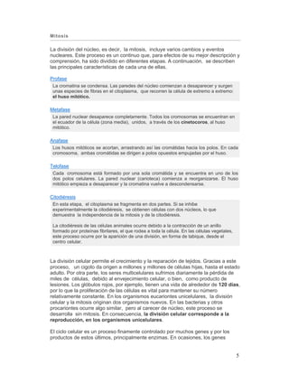 5
Mitosis
La división del núcleo, es decir, la mitosis, incluye varios cambios y eventos
nucleares. Este proceso es un continuo que, para efectos de su mejor descripción y
comprensión, ha sido dividido en diferentes etapas. A continuación, se describen
las principales características de cada una de ellas.
Profase
La cromatina se condensa. Las paredes del núcleo comienzan a desaparecer y surgen
unas especies de fibras en el citoplasma, que recorren la célula de extremo a extremo:
el huso mitótico.
Metafase
La pared nuclear desaparece completamente. Todos los cromosomas se encuentran en
el ecuador de la célula (zona media), unidos, a través de los cinetocoros, al huso
mitótico.
Anafase
Los husos mitóticos se acortan, arrastrando así las cromátidas hacia los polos. En cada
cromosoma, ambas cromátidas se dirigen a polos opuestos empujadas por el huso.
Telofase
Cada cromosoma está formado por una sola cromátida y se encuentra en uno de los
dos polos celulares. La pared nuclear (carioteca) comienza a reorganizarse. El huso
mitótico empieza a desaparecer y la cromatina vuelve a descondensarse.
Citodiéresis
En esta etapa, el citoplasma se fragmenta en dos partes. Si se inhibe
experimentalmente la citodiéresis, se obtienen células con dos núcleos, lo que
demuestra la independencia de la mitosis y de la citodiéresis.
La citodiéresis de las células animales ocurre debido a la contracción de un anillo
formado por proteínas fibrilares, el que rodea a toda la célula. En las células vegetales,
este proceso ocurre por la aparición de una división, en forma de tabique, desde el
centro celular.
La división celular permite el crecimiento y la reparación de tejidos. Gracias a este
proceso, un cigoto da origen a millones y millones de células hijas, hasta el estado
adulto. Por otra parte, los seres multicelulares sufrimos diariamente la pérdida de
miles de células, debido al envejecimiento celular, o bien, como producto de
lesiones. Los glóbulos rojos, por ejemplo, tienen una vida de alrededor de 120 días,
por lo que la proliferación de las células es vital para mantener su número
relativamente constante. En los organismos eucariontes unicelulares, la división
celular y la mitosis originan dos organismos nuevos. En las bacterias y otros
procariontes ocurre algo similar, pero al carecer de núcleo, este proceso se
desarrolla sin mitosis. En consecuencia, la división celular corresponde a la
reproducción, en los organismos unicelulares.
El ciclo celular es un proceso finamente controlado por muchos genes y por los
productos de estos últimos, principalmente enzimas. En ocasiones, los genes
 