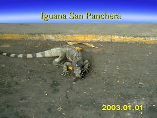 Iguana San Panchera 