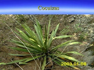 Cocuizas 