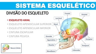 SISTEMA ESQUELÉTICO
Neuro-Crânio
Mandíbula
Maxilar
Nasal
Zigomático
Esfenoide
Occipital
Temporal
Frontal
Parietal
Lacrimal
Etmoide
DIVISÃO DO ESQUELETO
• ESQUELETO AXIAL
• ESQUELETO APENDICULAR SUPERIOR
• ESQUELETO APENDICULAR INFERIOR
• CINTURA ESCAPULAR
• CINTURA PELVICA
 