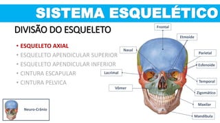 Nasal
Vômer
Mandíbula
Temporal
Zigomático
Frontal
Parietal
Lacrimal
Maxilar
Esfenoide
Etmoide
SISTEMA ESQUELÉTICO
DIVISÃO DO ESQUELETO
• ESQUELETO AXIAL
• ESQUELETO APENDICULAR SUPERIOR
• ESQUELETO APENDICULAR INFERIOR
• CINTURA ESCAPULAR
• CINTURA PELVICA
Neuro-Crânio
 