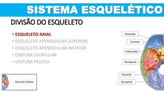 SISTEMA ESQUELÉTICO
DIVISÃO DO ESQUELETO
Etmoide
Occipital
Parietal
Temporal
Esfenoide
Frontal
Víscero-Crânio
• ESQUELETO AXIAL
• ESQUELETO APENDICULAR SUPERIOR
• ESQUELETO APENDICULAR INFERIOR
• CINTURA ESCAPULAR
• CINTURA PELVICA
 