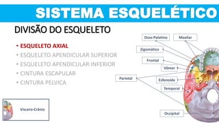 Osso Palatino
Occipital
Temporal
Esfenoide
Frontal
Maxilar
Parietal
Vômer
Zigomático
SISTEMA ESQUELÉTICO
DIVISÃO DO ESQUELETO
Víscero-Crânio
• ESQUELETO AXIAL
• ESQUELETO APENDICULAR SUPERIOR
• ESQUELETO APENDICULAR INFERIOR
• CINTURA ESCAPULAR
• CINTURA PELVICA
 