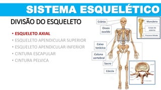 SISTEMA ESQUELÉTICO
DIVISÃO DO ESQUELETO
• ESQUELETO AXIAL
• ESQUELETO APENDICULAR SUPERIOR
• ESQUELETO APENDICULAR INFERIOR
• CINTURA ESCAPULAR
• CINTURA PELVICA
Coluna
vertebral
Crânio
Sacro
Cóccix
Manúbrio
Corpo do
esterno
Processo Xifoide
Caixa
torácica
Ossos
ouvido
 